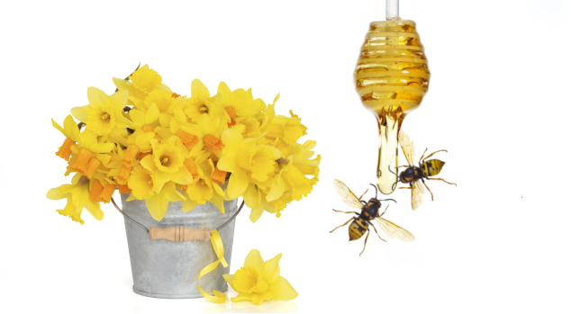Il polline d'api: l'integratore naturale che fa bene all'organismo -  Obiettivo Benessere